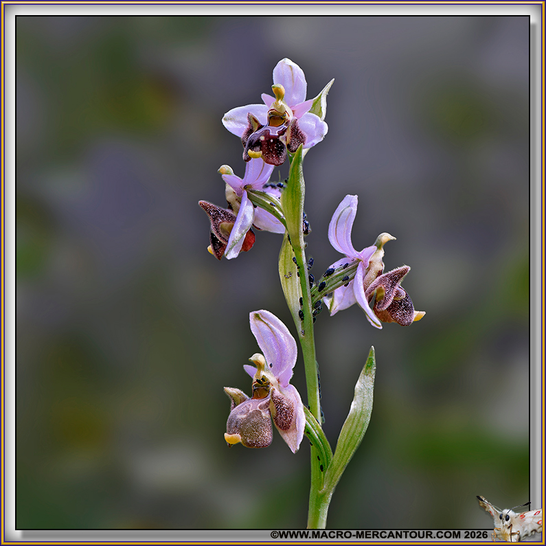 Ophrys B&eacute;casse